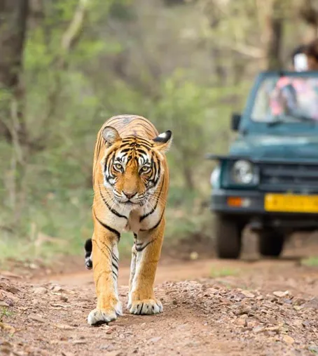 tiger